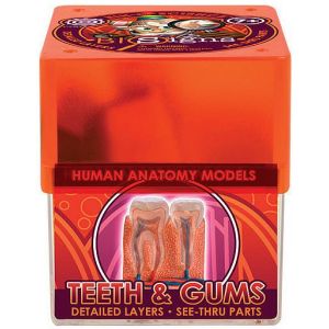 Ein-O Навчальний набір Зуби і ясна