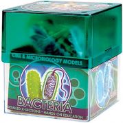 Ein-O Навчальний набір Бактерія
