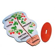 Демонстраційна модель будови рослини на підставці малина