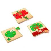 Пазл Біологія