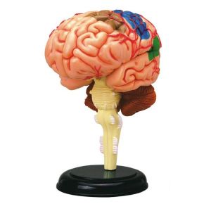 Демонстраційна модель Learning Resources Мозок Анатомія людини