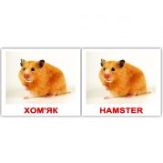 Свійські тварини / Domestic animals