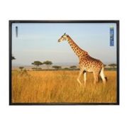 Інтерактивна дошка ActivBoard 10 Touch 78" 4:3